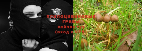 PSILOCYBIN Белокуриха